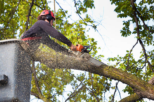 Tree Root Removal in Little Rock, AR